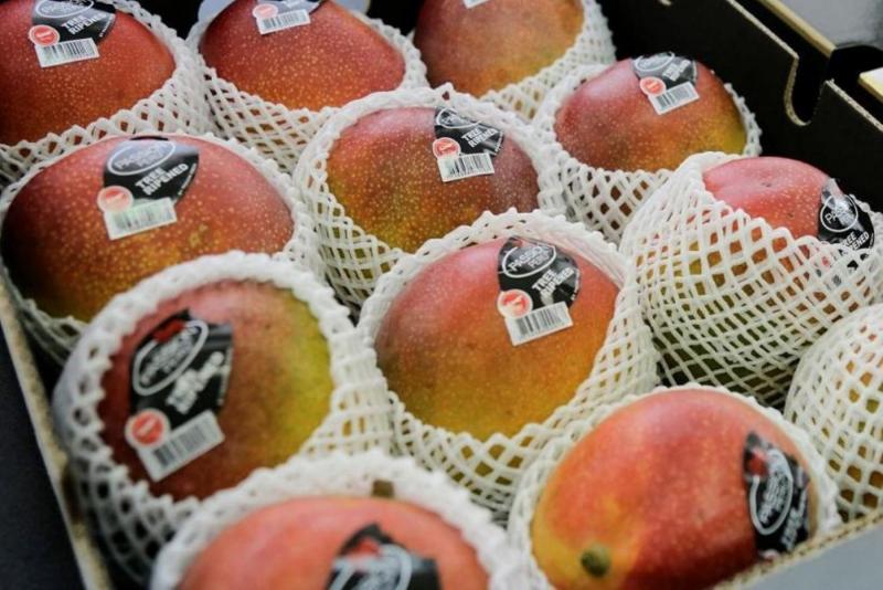 Áncash: mango de Casma se exportará con el nombre quechua “Puquymi”