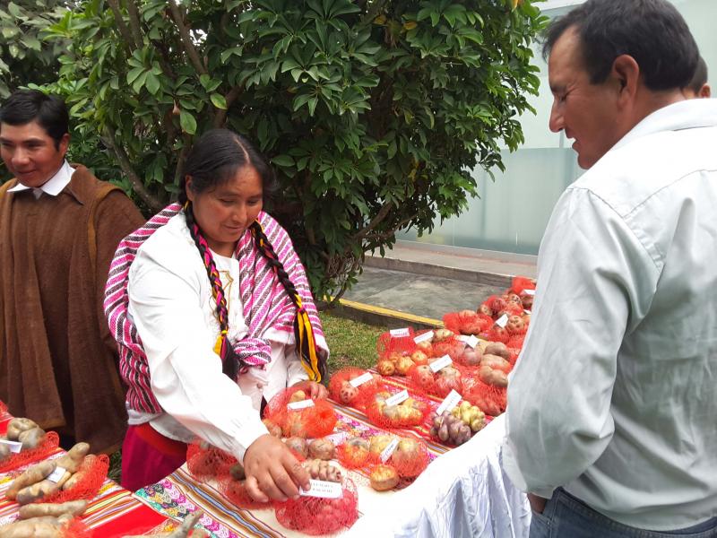 Áncash: productores de Santa Cruz de Pichiú exhibirán 170 variedades de papas ancestrales