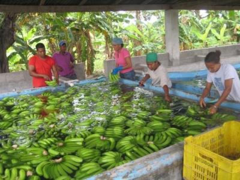 ANUNCIAN CONGRESO LATINOAMERICANO DE PLÁTANOS Y BANANOS