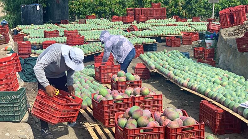 APEM: Perú exportaría 190 mil toneladas de mango en la campaña 2024/2025