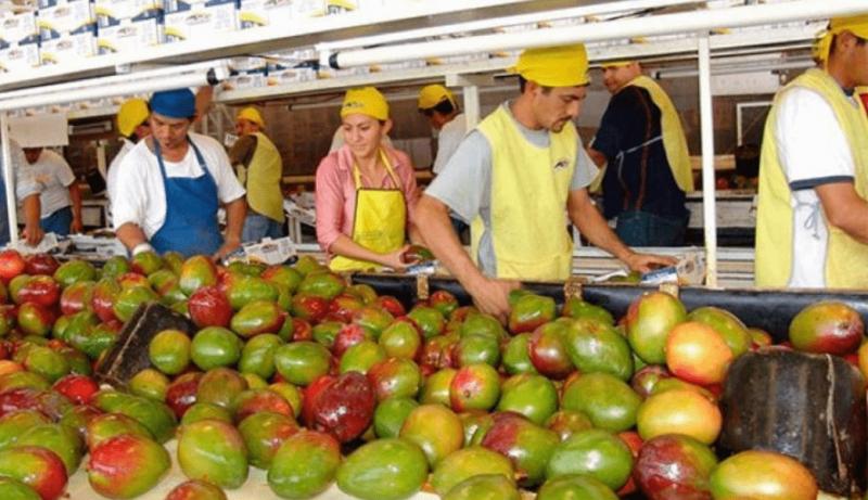 APEM: Perú exportó 286.311 toneladas de mango fresco en la campaña 2024/2025, reflejando un alza de 257.89%