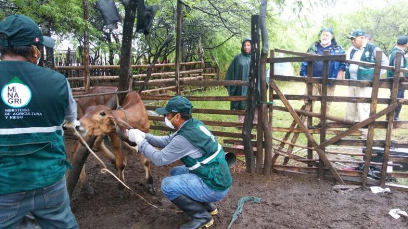 APHIS – USDA evalúa sistema sanitario del Perú para reconocerlo como país libre de Fiebre Aftosa