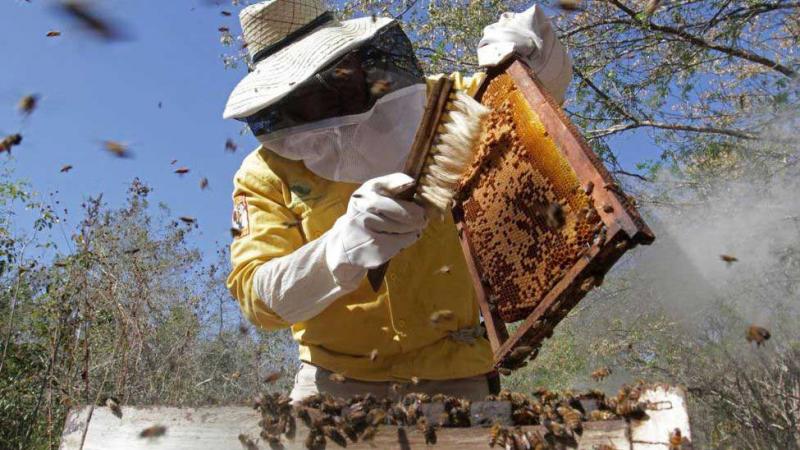 Apicultura contribuye al desarrollo sostenido de la agricultura ya que permite más y mejores cosechas y a la protección del ambiente