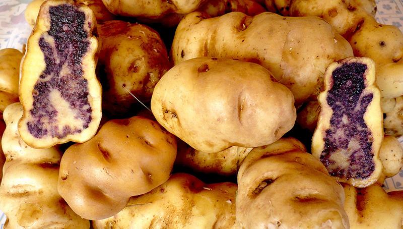 APPAPA proyecta distribuir más de 100 toneladas de papas a Tottus