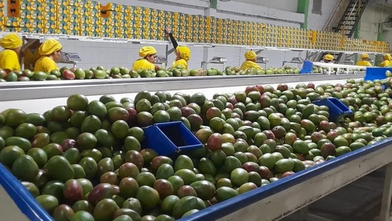 Aprovechando las oportunidades en un año de abundancia con el mango y paltas de Perú