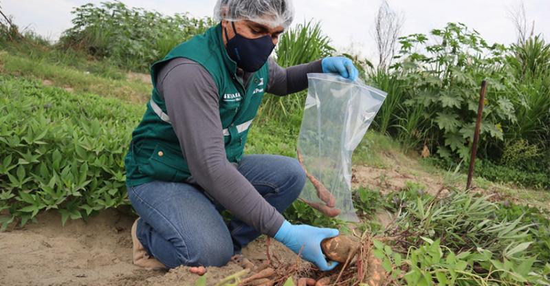 Aprueban el “Monitoreo Oficial Anual de Residuos Químicos de Plaguicidas en Productos Orgánicos, para el año 2023”