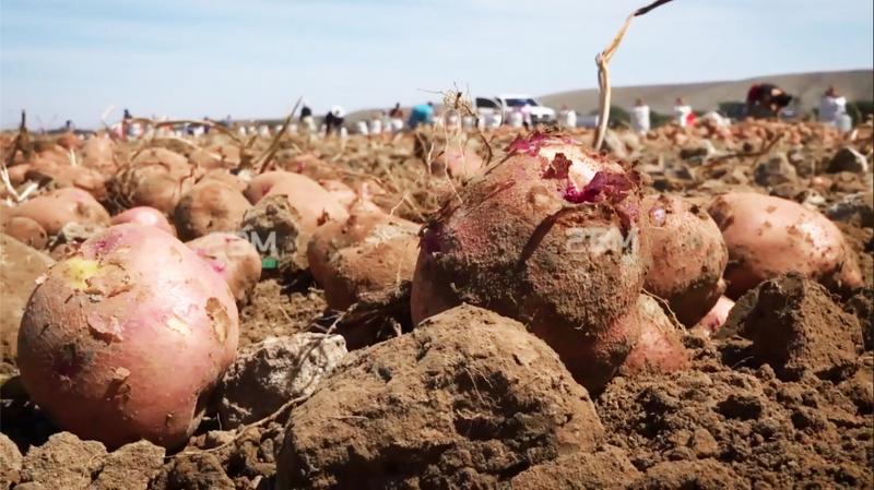 Aprueban medidas fitosanitarias destinadas a prevenir, controlar o erradicar el riesgo de dispersión de la plaga Tecia solanivora