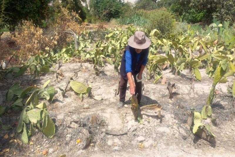 Aprueban reglamento del Fondo de Garantía para el Campo y del Seguro Agrario