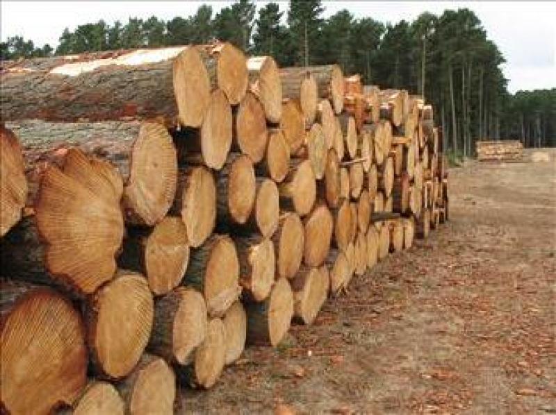 APRUEBAN REGLAMENTOS QUE PERMITIRÁN VIGENCIA DE LEY FORESTAL