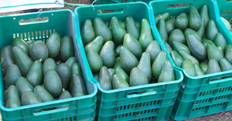 Apurímac: construirán centro de acopio de palta con fines de exportación