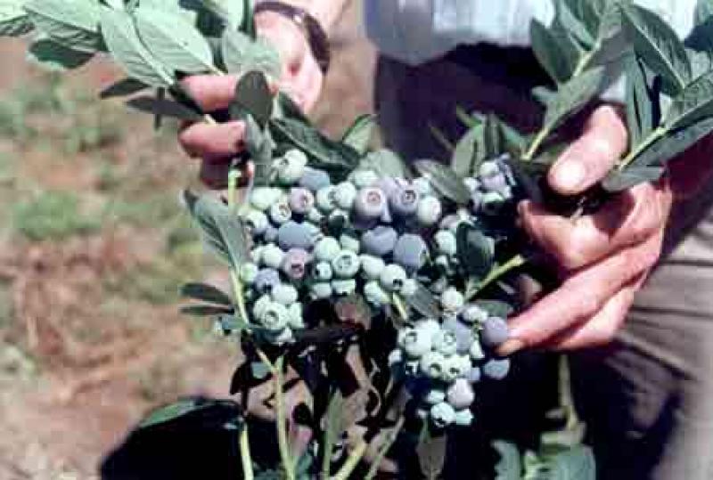 APURÍMAC: INSTALAN PRIMERAS CINCO MIL PLANTAS DE ARÁNDANOS