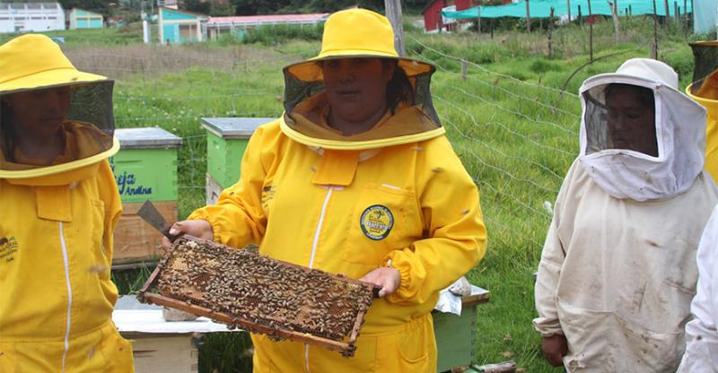 Apurímac se convertirá en centro de reproductores de abejas reina