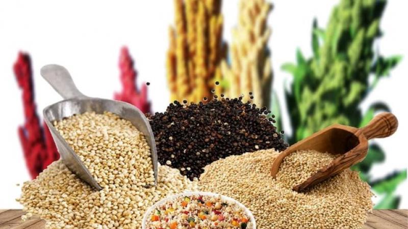 Apurímac será sede del “X Encuentro Nacional de Productores de Granos Andinos 2025”