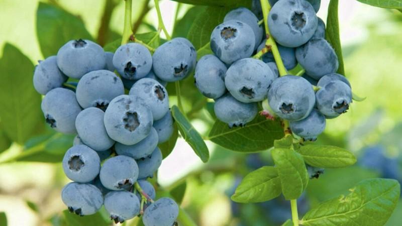 Arándanos de la variedad Sekoya Pop en Perú pasan de 55 a 3.042 hectáreas en cinco años