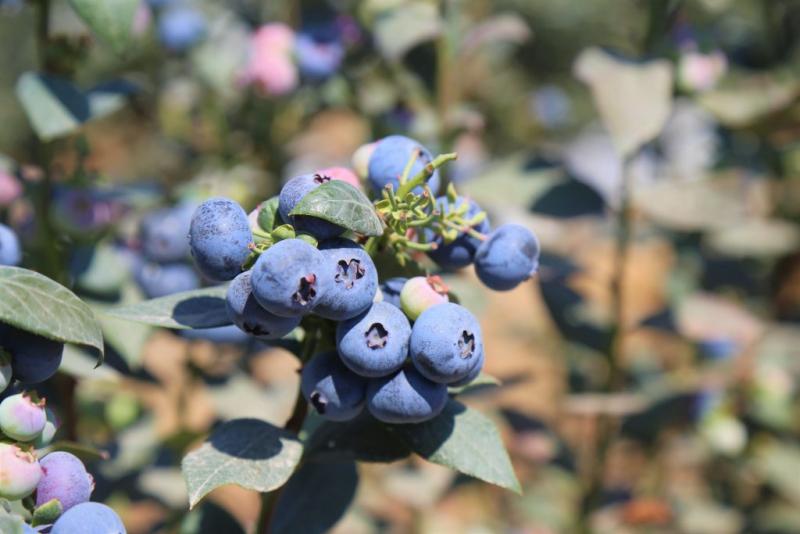 Arándanos: la variedad Ventura ha sido especialmente afectada por El Niño