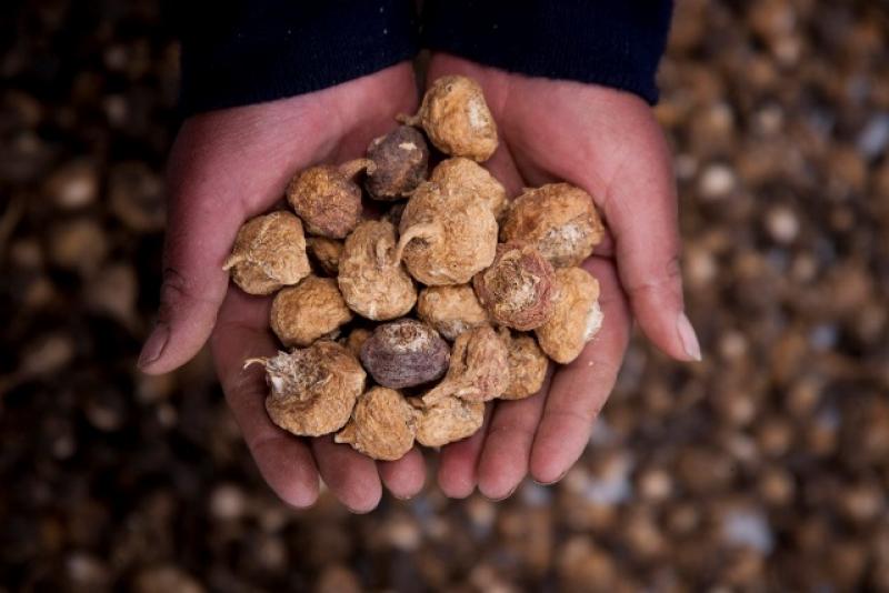 ÁREA DESTINADA A SUPERALIMENTOS IMPACTARÁ A MILES DE COMPRADORES EXTRANJEROS EN EXPOALIMENTARIA