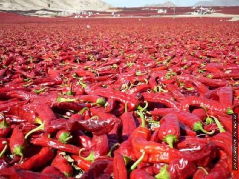 Áreas de capsicum para exportación en nuestro país disminuyeron 45% en los últimos 8 años