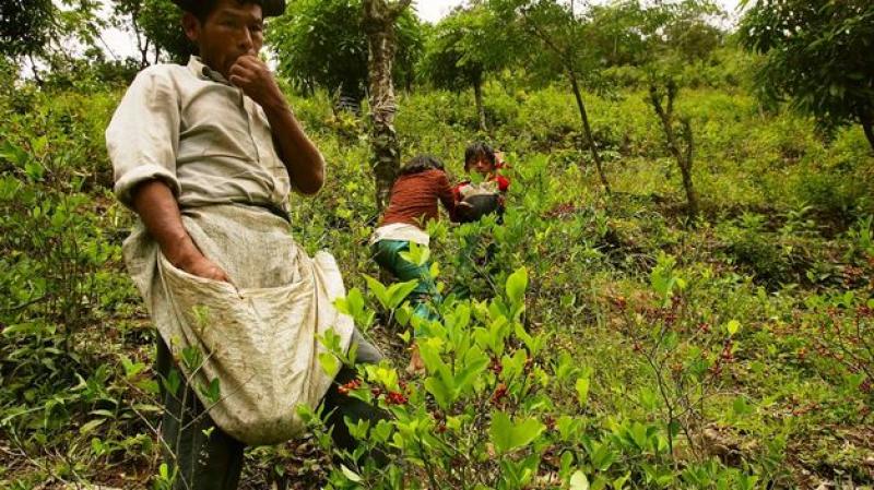 ÁREAS DE CULTIVO DE COCA SE REDUJERON 17.5% 