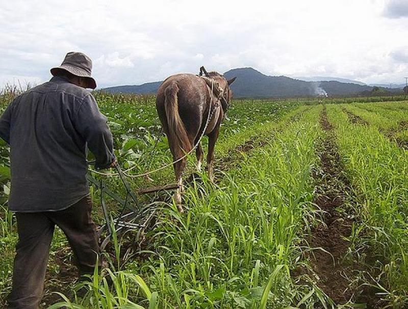 ÁREAS DE CULTIVO DE CUSCO Y MOQUEGUA SE REDUCIRÍAN A FALTA DE MANO DE OBRA
