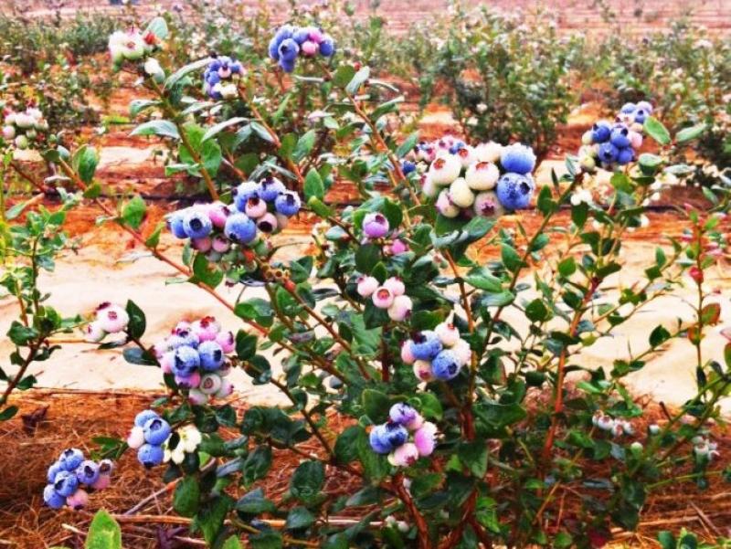 ÁREAS EN PRODUCCIÓN DE ARÁNDANOS DE AGROINVERSIONES VALLE Y PAMPA CRECERÁN 500% ESTE AÑO
