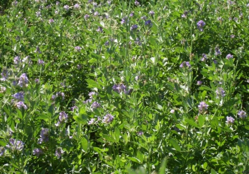 AREQUIPA: CULTIVOS DE ALFALFA EN SIGUAS LIBRES DE TRANSGÉNICOS