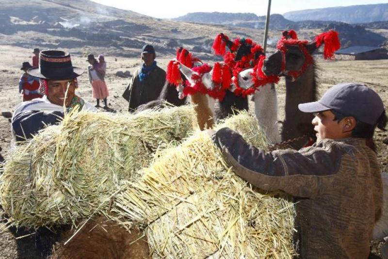 AREQUIPA: DISTRIBUYEN MÁS DE 6 MIL PACAS DE HENO EN ZONAS ALTOANDINAS