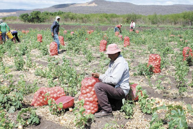 Arequipa es nuevamente el primer productor de cebolla del país