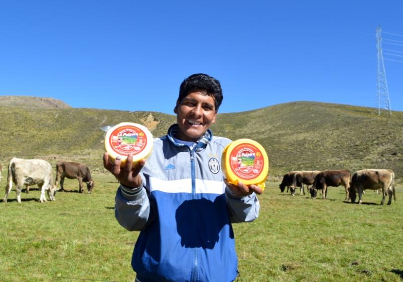 AREQUIPA: PRODUCTORES DE QUESOS ORGÁNICOS INCREMENTARON EN 57% ACOPIO DE LECHE