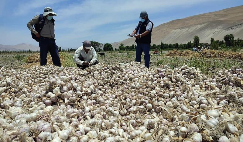 Arequipa: proyecto de mejoramiento a la cadena de ajo beneficia a 1.100 familias de Islay