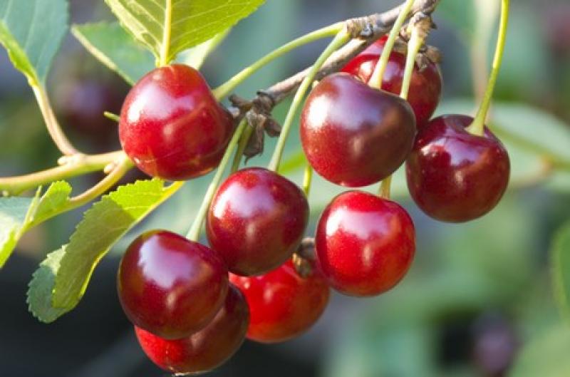 Arequipa y Trujillo presentarían condiciones agroclimáticas propicias para siembra de cereza