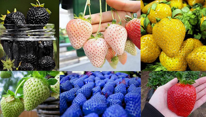 Argentina: producirán frutillas de colores con hidroponía