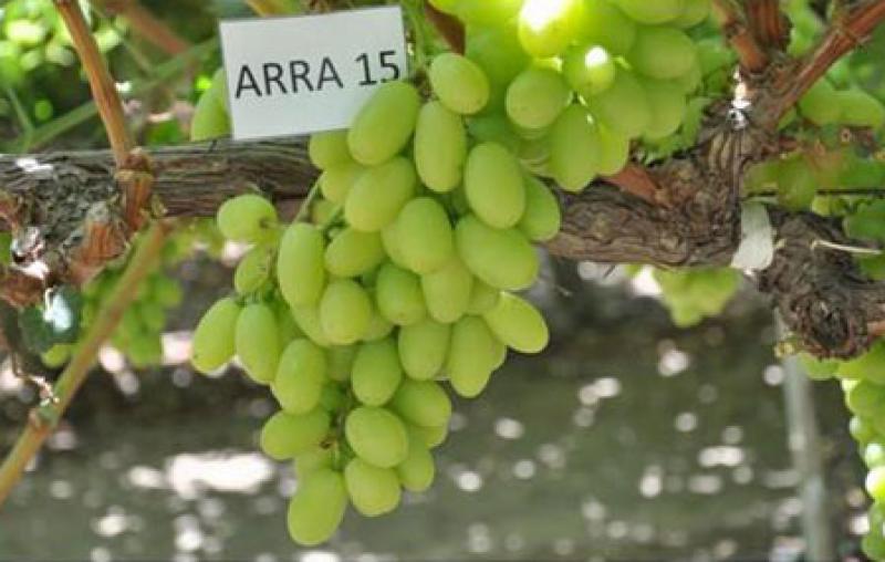 Arra 15: la nueva variedad de uva sin pepa de Brasil