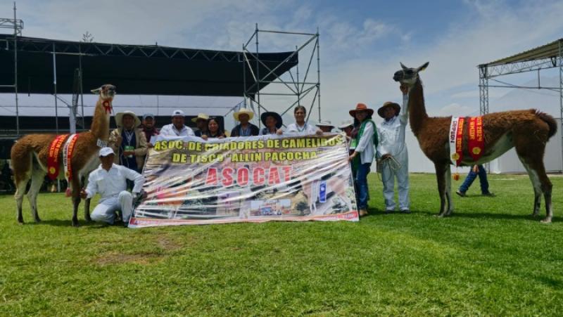 ASOCAT gana el título de Campeón en la Alpaca Fiesta 2024