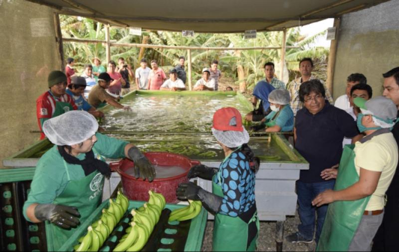 Asociación de La Libertad exporta un promedio de 30 mil kilos de banano orgánico a la semana