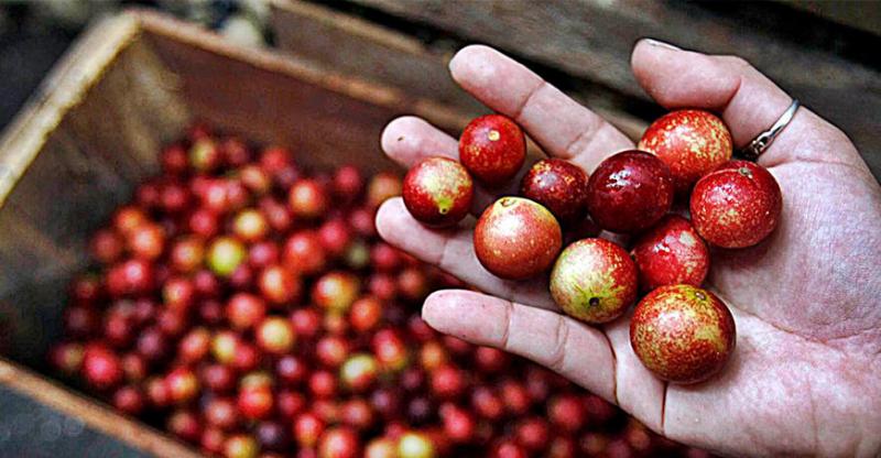 Asociación de Productores “Oro Verde” instalarán planta procesadora de camu camu en Loreto