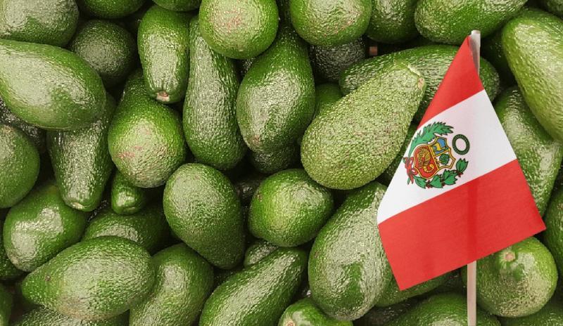 Aumento de la oferta exportable de palta peruana y nuevos escenarios arancelarios exigen redoblar esfuerzos en diversificación de mercados