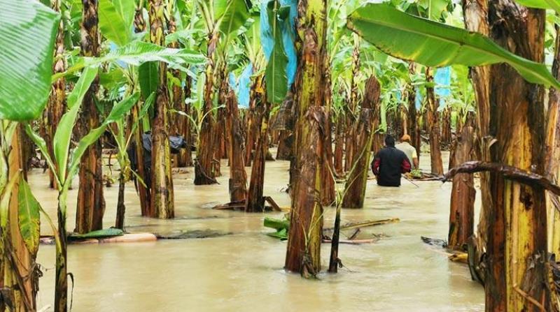 Aumento en la temperatura de tan solo un grado ocasionado por el Niño puede incrementar el precio de los alimentos un 6% en un año