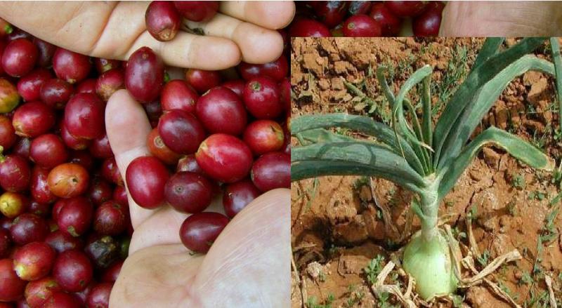 AUMENTÓ PRODUCCIÓN DE CEBOLLA Y CAFÉ