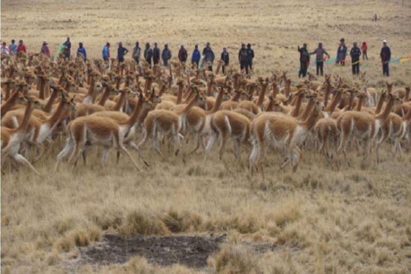 Autorizan 28 declaraciones de manejo de vicuña a favor de comunidades altoandinas