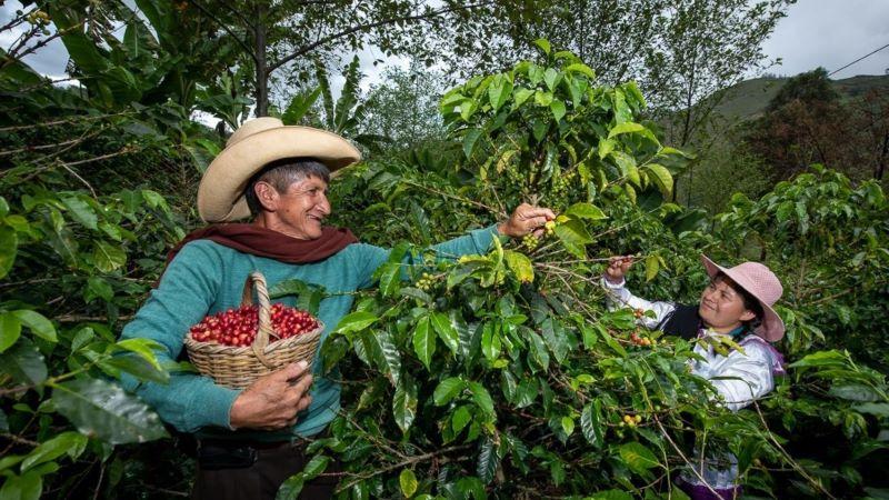 Avanzar Rural brinda asistencia técnica y apoyo financiero a  4.969 familias de Amazonas, Cajamarca y San Martín