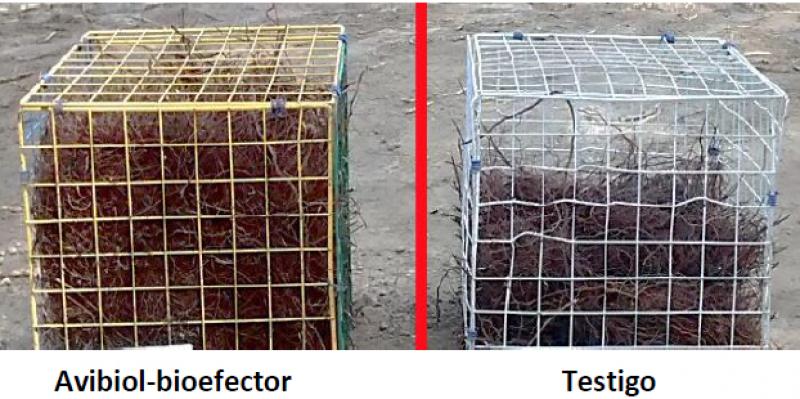 AVIBIOL culmina ensayo sobre el efecto de Avibiol-bioefector en el cultivo de vid