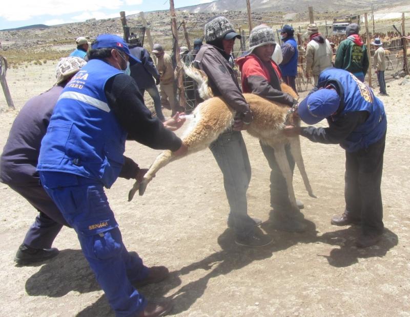 AYACUCHO: 12% DE VICUÑAS DE IRURO ESTARÍAN INFESTADAS CON SARNA