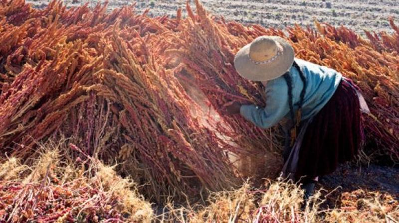 Ayacucho: implementan ocho centros de acopio de quinua