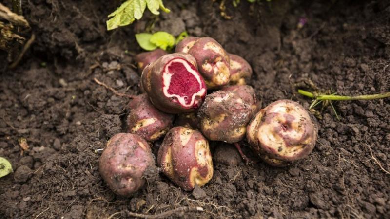 Ayacucho: Indecopi impulsará uso de propiedad intelectual para potenciar la papa nativa