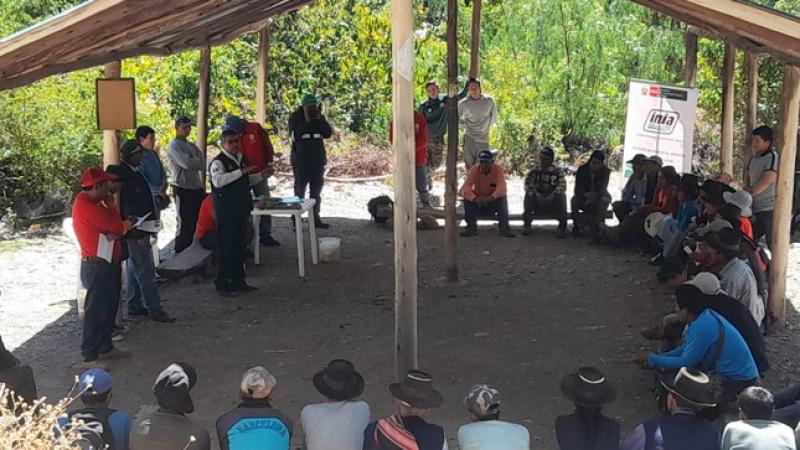 Ayacucho: INIA transfiere tecnología agronómica para proteger al cultivo palto en Concepción