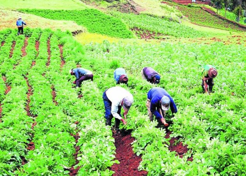 AYACUCHO: PUBLICARON RESULTADOS DE ENCUESTA DE INTENCIÓN DE SIEMBRA