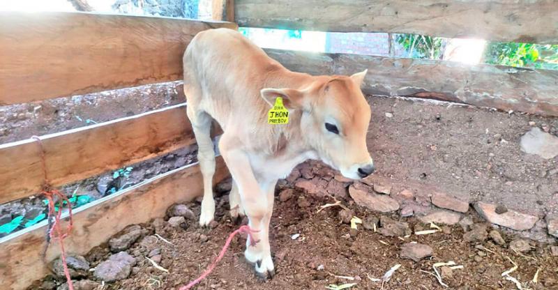 Ayacucho: Registran 40 becerros de las razas Brown Swiss y Fleckvieh nacidos por inseminación artificial en Huanta y La Mar