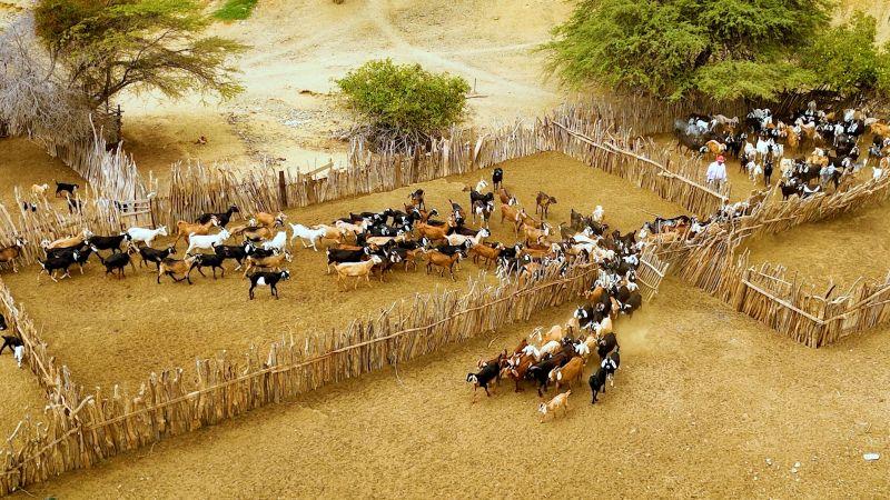 Ayacucho será la sede de la tercera edición de la Convención Internacional Caprina 2025