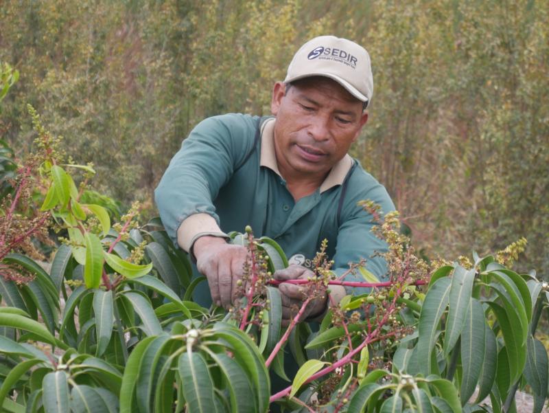 Baja producción de mango en Áncash tendrá serio impacto social