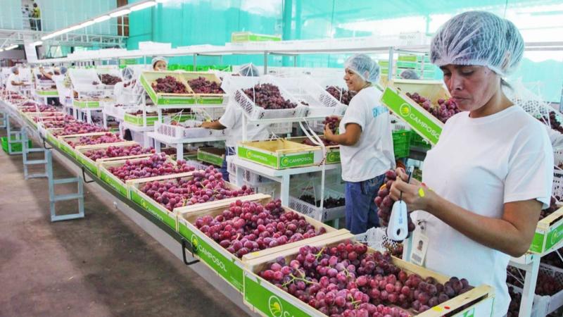 Balanza comercial agraria fue positiva para Perú, alcanzando los US$ 2.733 millones en el período enero-julio de este año